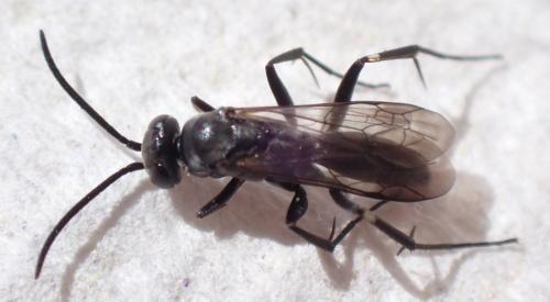 Réf. 330 668 : Agenioideus sp.